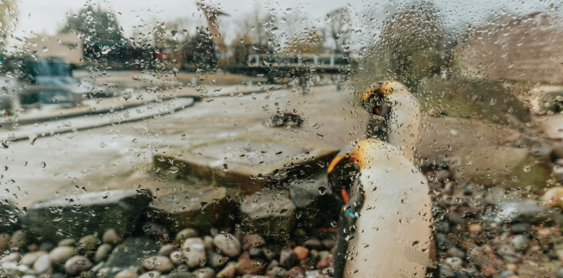 Penguins through glass which has condensation on.