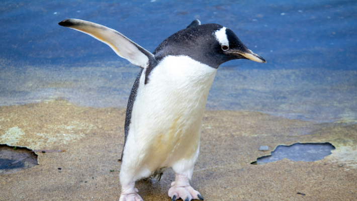 A penguin at Edinburgh Zoo