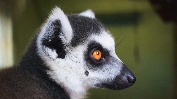 A lemur side on with a bright orange eye