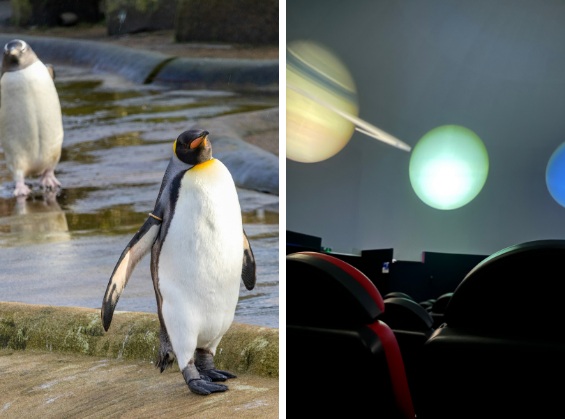Penguin show and space projection at Edinburgh Science Festival