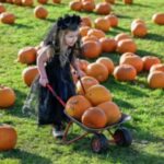 Conifox Park - Ultimate Halloween Festival