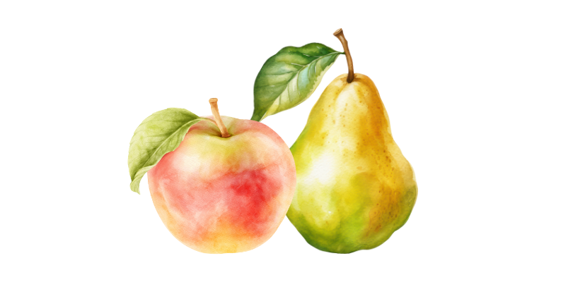 Apple and Pear Watercolour